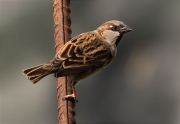 Mascle de Pardal comú (Passer domesticus)