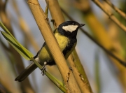 Mascle de Mallerenga carbonera (Parus major)