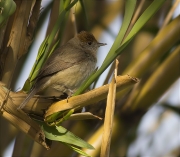 Femella de Tallarol de casquet (Sylvia atricapilla)