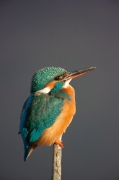 Blauet (Alcedo atthis)