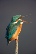 Blauet (Alcedo atthis)