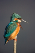 Blauet (Alcedo atthis)