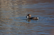 Cabusset (Tachybaptus ruficollis)