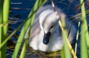 Nidificants del PNAE: Cigne Mut