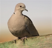 Tórtora turca (Streptopelia decaocto)