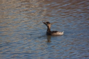 Cabusset (Tachybaptus ruficollis)