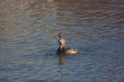 Cabusset (Tachybaptus ruficollis)