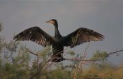 Corb marí gros (phalocrocorax)