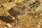 Pollets i pollastres 2 (Larus michahellis)