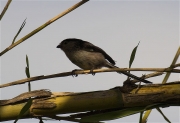 Mallerenga cuallarga (Aegithalos caudatus)