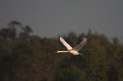 Cigne mut (Cygnus olor)