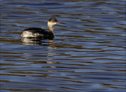 Cabussó coll-negre (Podiceps nigricollis)