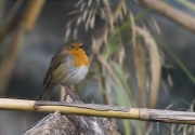 Pit roig (Erithacus rubecola)