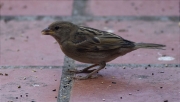 Femella de Pardal comú (Passer domesticus)