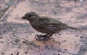 Jove de Pardal comú (Paser domesticus)