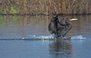 Corb marí gros (Phalacrocorax carbo) 1/2