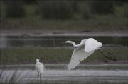 Agró blanc ( Egretta alba )