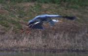 Bernat pescaire (Ardea cinerea)