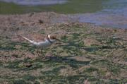 Corriol petit (Charadrius dubius)