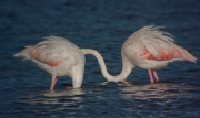 Flamenc (Phoenicopterus ruber)