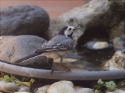 Cuereta blanca vulgar (Motacilla alba)