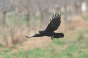 Graja  (corvus frugilegus)