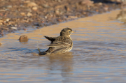 Bisbita pratense (Anthus pratensis)