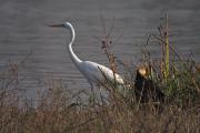 Agro blanc(Egretta alba) i Arpella (Circus aeruginosus)