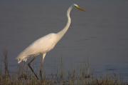 Agro blanc ( Egretta alba )