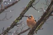 Pinsá comú (Fringilla coelebs)