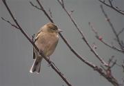 Pinsà comú (Fringilla coelebs) Femella