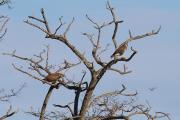 Aligot comú II (Buteo buteo)