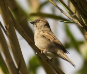 Femella de Pardal comú (Passer domesticus)