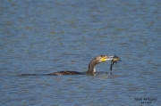 Corb marí gros (Phalacrocorax carbo)