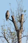 Aligot comú I (Buteo buteo)