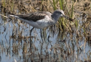 Gamba verda (Tringa nebularia)