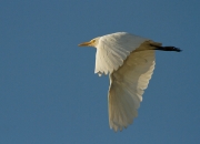 Esplugabous en vol (Bubulcus ibis)