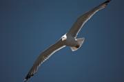 Gavià argentat (Larus michaelis)