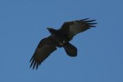 Corb. Corvus corax