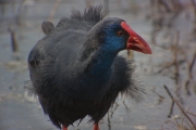 Polla blava (Porphyrio porphyrio)