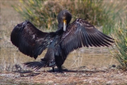 Corb marí gros (Phalacrocorax carbo)