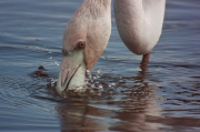 Flamenc (Phoenicopterus ruber)