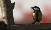 Mallerenga carbonera (Parus major)