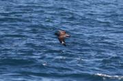 Paràsit gros. stercorarius skua