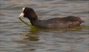 Fotja (Fulica atra)