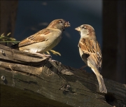 Mascle de Pardal comú (Passer domesticus)