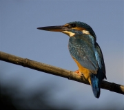 Femella de Blauet (Alcedo atthis)