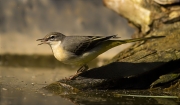 Femella de Cuereta torrentera (Motacilla cinerea)