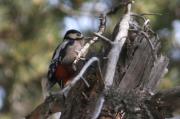 Picot garser gros. Dendrocopos major