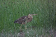 Agró roig (Ardea purpurea)